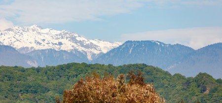 A mountain range with snow on the top and a tree in the foreground. The sky is blue and clearの写真素材