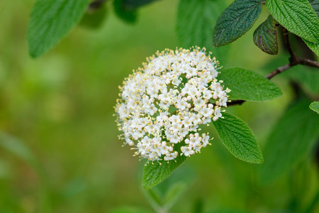 A white flower with green leaves. The flower is the main focus of the imageの写真素材