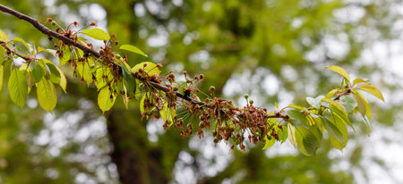 A tree branch with many leaves and some fruit. The leaves are green and the fruit is brownの写真素材