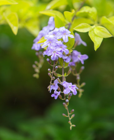 A bunch of purple flowers are hanging from a tree. The flowers are purple and green in colorの写真素材