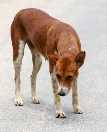 A brown and white dog is looking down at the ground. The dog is on a road and he is sniffing the groundの写真素材