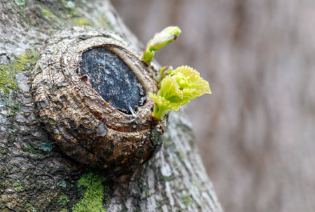 A small green leaf sprouts from a tree trunk. The trunk is covered in moss and has a hole in itの写真素材