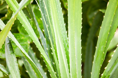 A close up of a green plant with spiky leaves.の写真素材