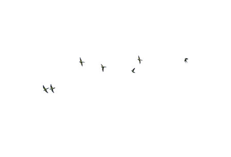 A flock of birds flying in a line across a white background. The birds are of various sizes and are flying at different heights. Concept of freedom and movement, as the birds soar through the skyの写真素材