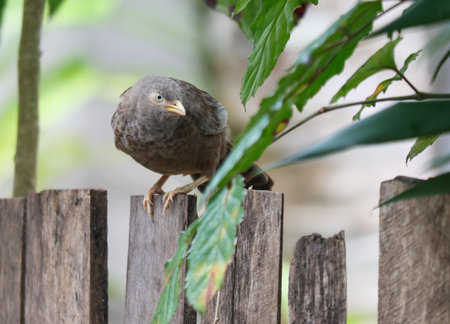 A bird is perched on a wooden fence. The bird is brown and has a curious look on its face. The fence is made of wood and has a few scratches and dents. The scene is peaceful and quietの写真素材
