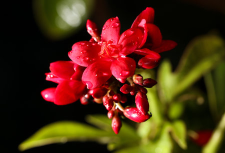 A red flower with droplets of water on it. The flower is surrounded by green leaves. The image has a serene and calming moodの写真素材