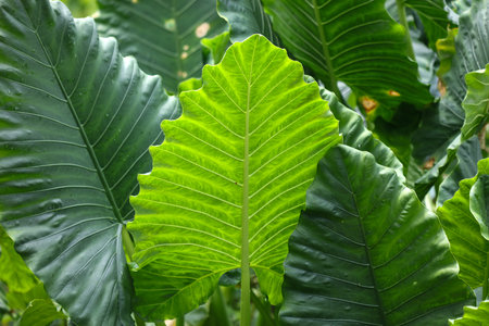 A leafy green plant with a leaf that is partially visible. The leaf is green and has a yellowish tintの写真素材