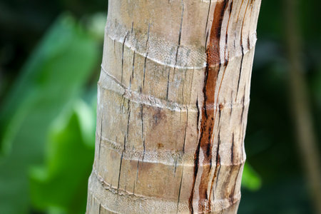 A tree trunk with a brown line on it. The trunk is brown and has a green leaf on itの写真素材