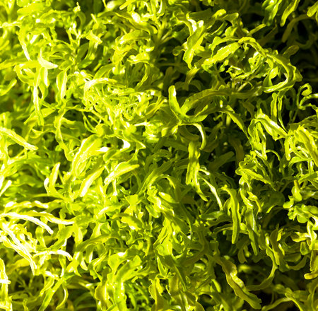 A close up of green leaves with a bright yellow hue. The leaves are arranged in a way that creates a sense of depth and texture. Scene is one of freshness and vitalityの写真素材