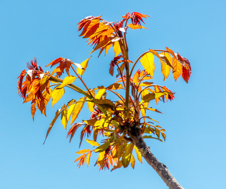 A tree with yellow leaves is in the middle of a blue sky. The leaves are bright and vibrant, creating a sense of warmth and energy. The tree's position in the sky adds a sense of heightの写真素材