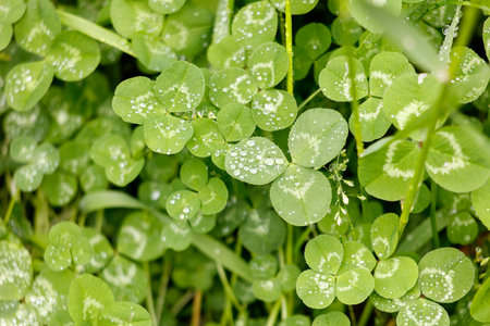 A close up of a green plant with four leaves and droplets of water on them. Concept of freshness and vitality, as the leaves are still wet from the rainの写真素材