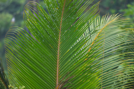 A palm tree leaf is shown in a lush green forest. The leaf is large and has a distinct shape, with a pointed tip and a wide base. Concept of tranquility and natural beautyの写真素材