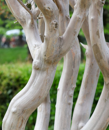 A tree with a white trunk and brown bark. The trunk is twisted and has a bumpy textureの写真素材