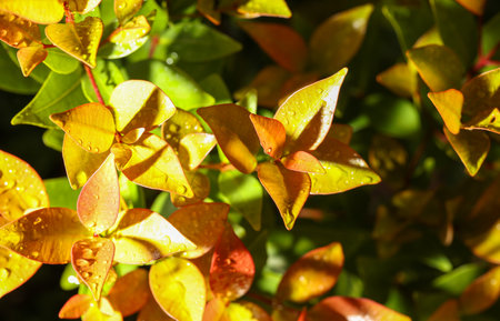 The leaves of a plant are wet and have a yellow color. Concept of freshness and vitalityの写真素材