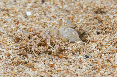 A crab is laying on the sand. The crab is partially buried in the sand. The sand is brown and has some white specksの写真素材