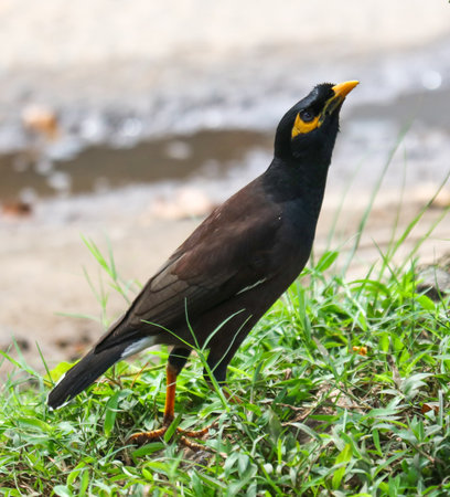 A bird with a yellow beak stands on a patch of grass. The bird is brown and has a yellow beakの写真素材