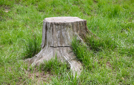 A large tree stump sits in a grassy field. The stump is surrounded by grass and has a few weeds growing around it. Concept of nature and the passage of time, as the stump has been left to decayの写真素材