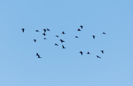 A flock of birds flying in the sky. The birds are in various positions and sizes, and they are spread out across the sky. Concept of freedom and movement, as the birds soar through the air with easeの写真素材