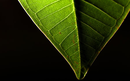 A leaf is shown in a close up, with the veins and the leaf's edge visible. The leaf is green and has a slightly curved shapeの写真素材