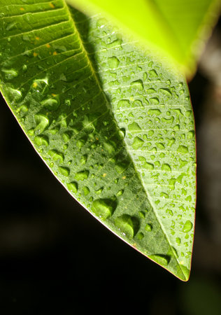 A leaf with water droplets on it. The droplets are small and scattered, giving the leaf a fresh and lively appearanceの写真素材