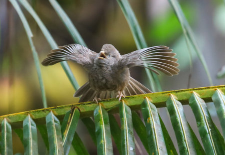 A small bird is perched on a leafy branch, its wings spread wide. The bird appears to be singing, filling the air with its melodious voice. Concept of tranquility and natural beautyの写真素材