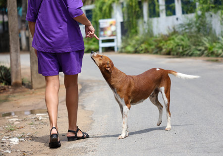 A woman is walking her dog on a street. The dog is looking up at the woman.の写真素材