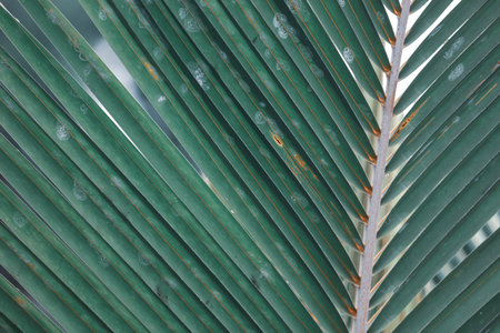 A leafy green leaf with a brown tip. The leaf is long and thinの写真素材