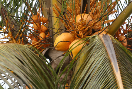 A bunch of coconuts hanging from a tree. The coconuts are ripe and ready to be pickedの写真素材