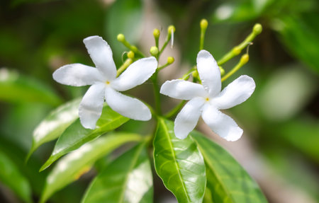Two white flowers in nature.の写真素材