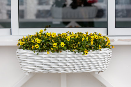 A white basket filled with yellow flowers is placed on a window sill. The basket is filled with a variety of yellow flowers, includingの写真素材