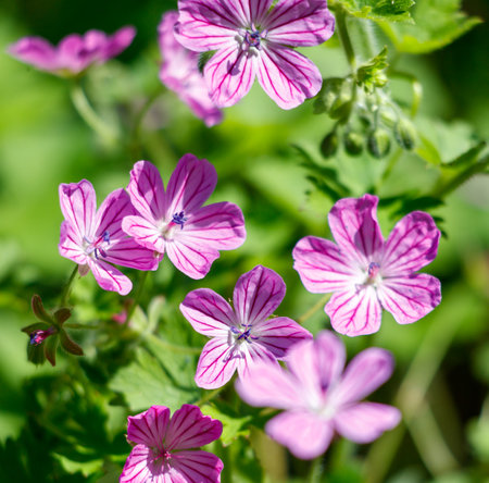 A bunch of pink flowers with white stripes. The flowers are in a garden. The flowers are in full bloomの写真素材