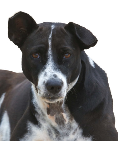 A black and white dog with a white spot on its face. The dog is looking at the cameraの写真素材