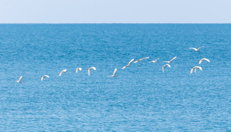 A flock of birds flying over the ocean. The birds are white and are flying in a line. The sky is blue and the water is calmの写真素材