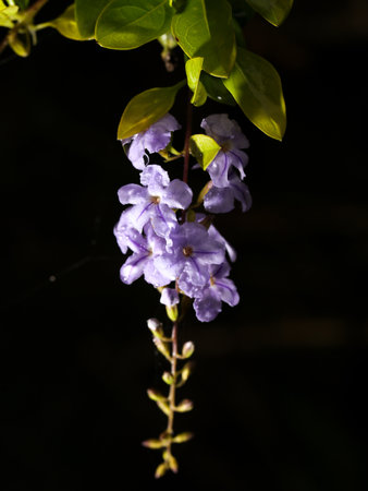 A purple flower is hanging from a plant. The flower is in the middle of the image and is surrounded by green leaves. The image has a dark background, which makes the flower stand outの写真素材