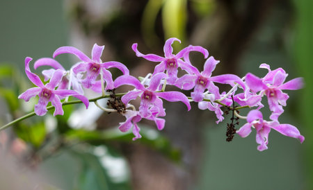 A bunch of pink flowers with a few brown spots on them. The flowers are on a branch and are in a natural settingの写真素材