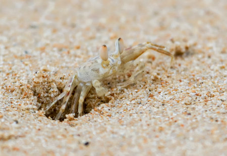 A crab is walking on the sand. The crab is small and white. The sand is light brown and the crab is walking on top of itの写真素材