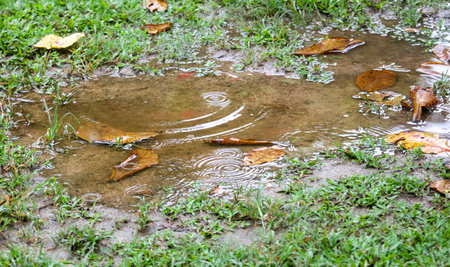 A puddle of water on the ground with leaves floating on top. The water is murky and the leaves are brownの写真素材