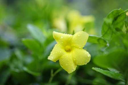 A yellow flower with dew drops on it. The flower is surrounded by green leaves. Concept of freshness and beautyの写真素材