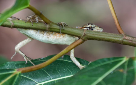 A lizard is on a leafy branch. The lizard is brown and white. The branch is greenの写真素材