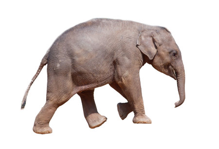 A baby elephant walking on a white background. The elephant is small and cute. Concept of innocence and curiosityの写真素材