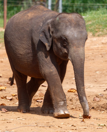 A baby elephant walking on a dirt path. The elephant is small and he is curious about its surroundingsの写真素材