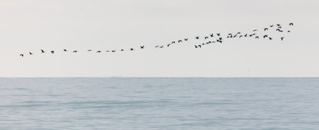 A flock of birds flying over a large body of water. The birds are flying in a line, with some flying higher than others. The scene is peaceful and serene, with the birds soaring through the skyの写真素材