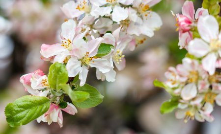 A branch of a tree with pink and white flowers. The flowers are in full bloom and are very prettyの写真素材