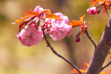 A tree with pink flowers on it. The flowers are small and are on the branches. The tree is in a fieldの写真素材