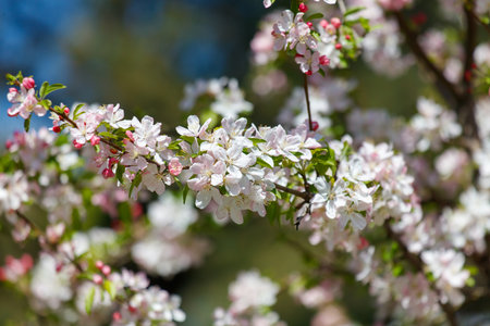 A tree with many pink flowers is in full bloom. The flowers are large and bright, and they are scattered throughout the tree. The tree is surrounded by green leavesの写真素材