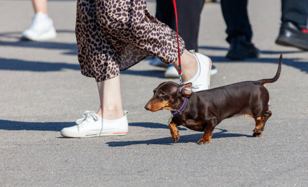 A woman is walking her dog on a leash. The dog is a small brown and white dachsundの写真素材
