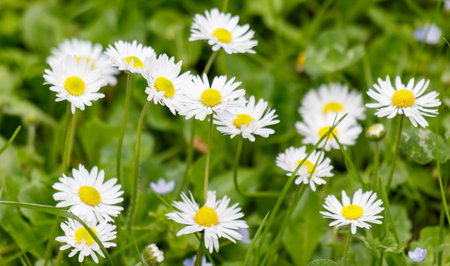 A field of white daisies with yellow centers. The flowers are scattered throughout the field, with some closer to the foreground and others further backの写真素材
