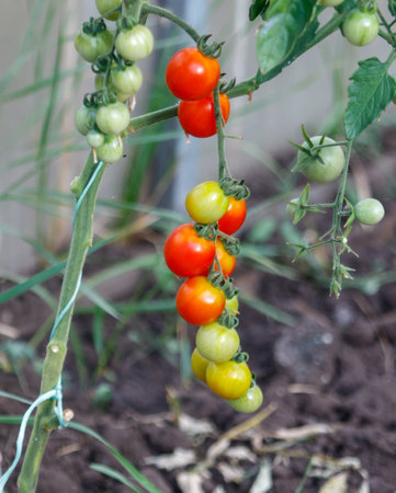 A bunch of red and yellow tomatoes hanging from a plant. The tomatoes are ripe and ready to be pickedの写真素材