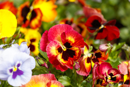 A bunch of flowers with different colors, including yellow, red, and blue. The flowers are arranged in a way that they look like they are smilingの写真素材