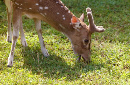 A deer is eating grass in a field. Concept of calm and peacefulness, as the deer is focused on its meal and the grass is lush and greenの写真素材